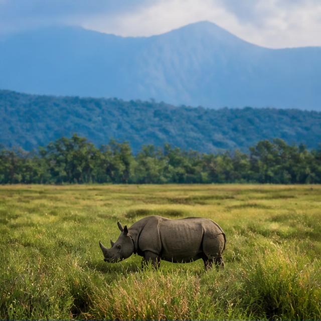 Chitwan