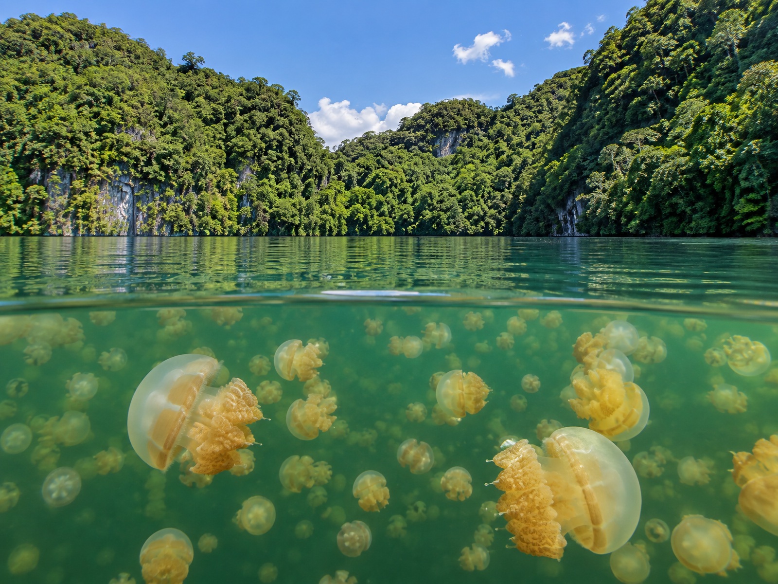 Jellyfish Lake