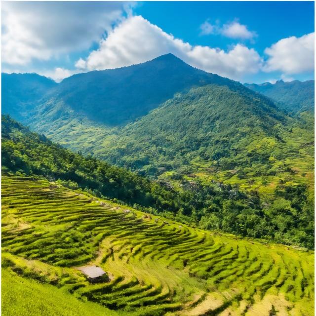 Sapa