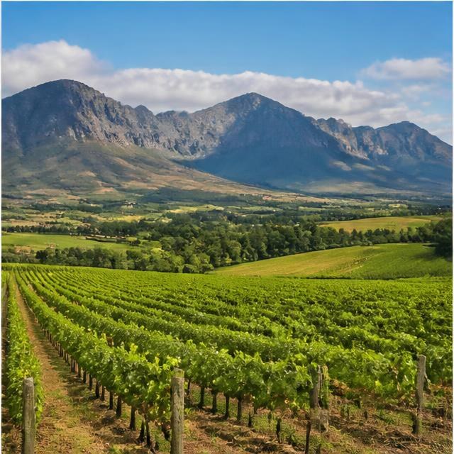 Cape Winelands