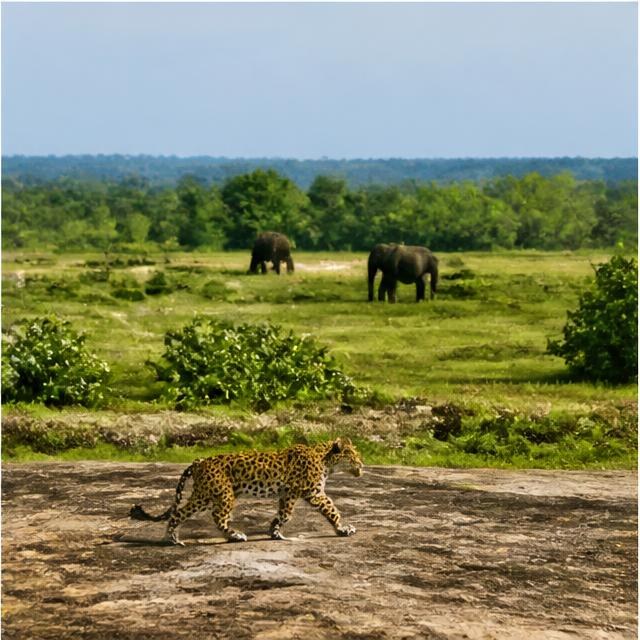 Yala National Park